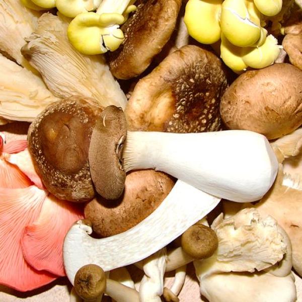 A delightful selection of mushroom varieties laid out on a simple wooden plate